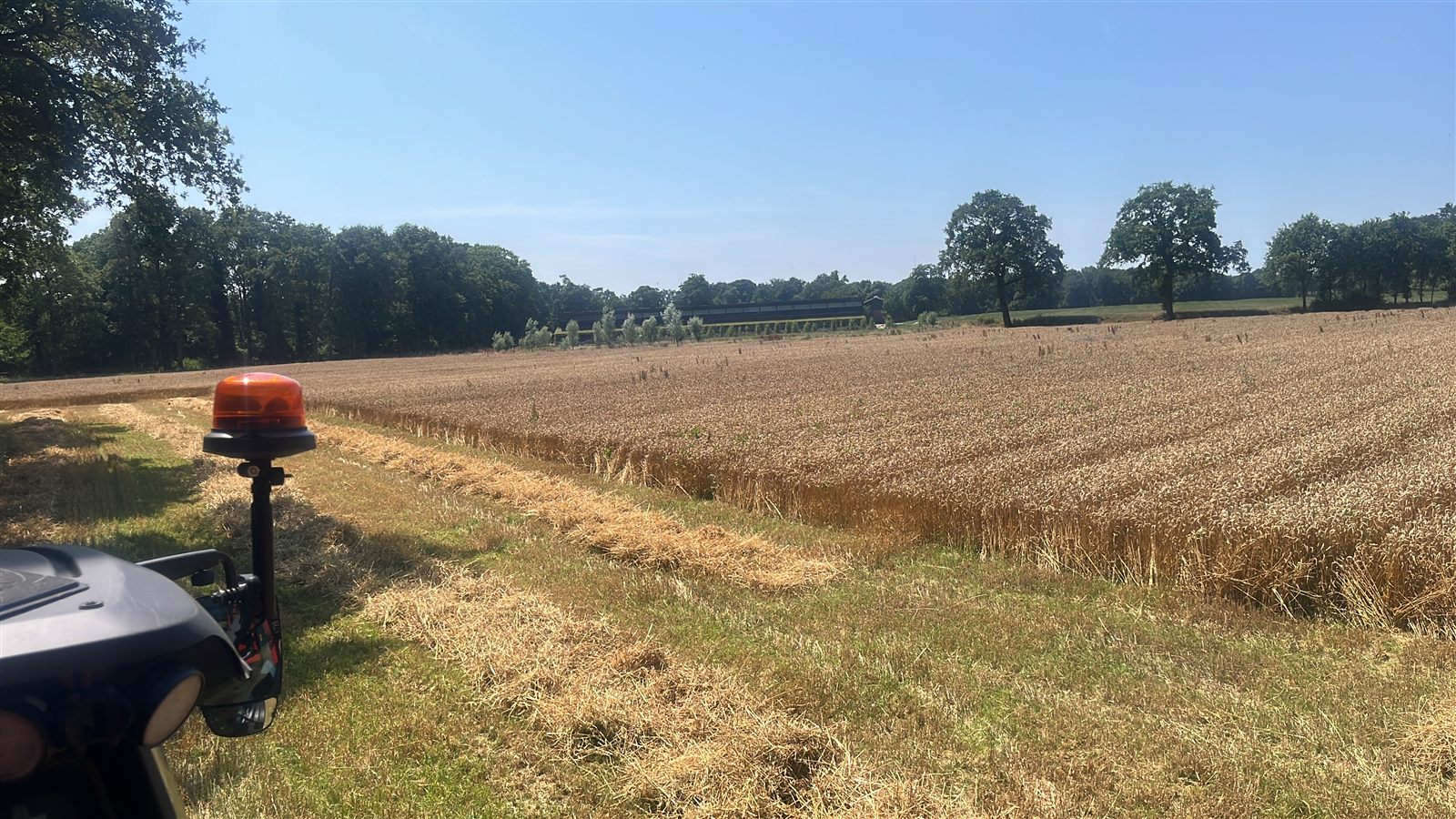 Graanveld op het erf, grondstof voor onder andere strobouw