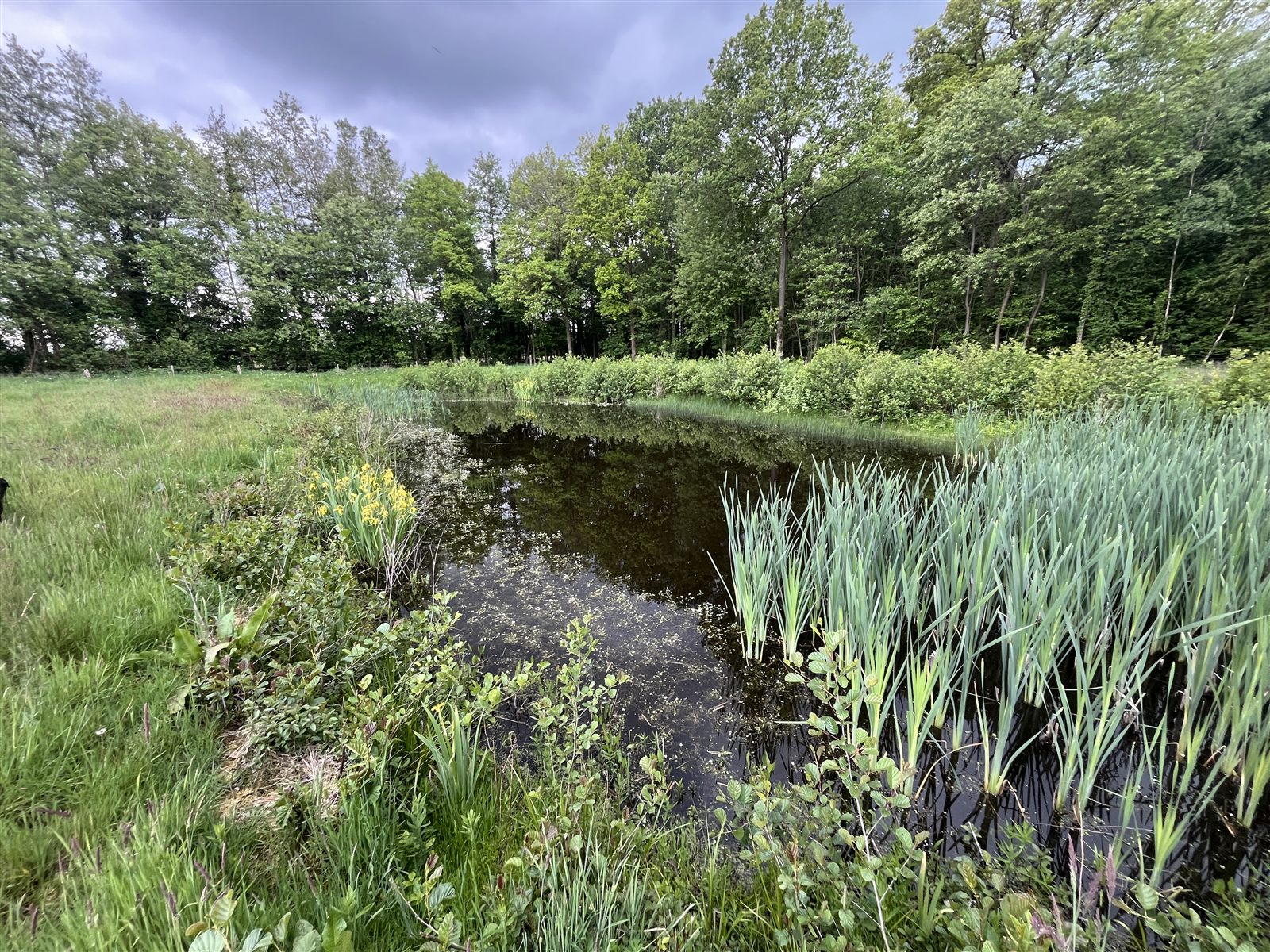 Poel met riet en gele lis, omringd door bos