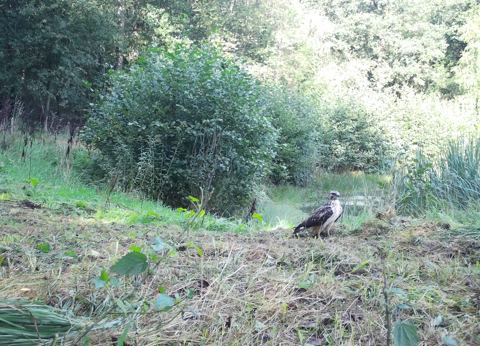 Buizerd