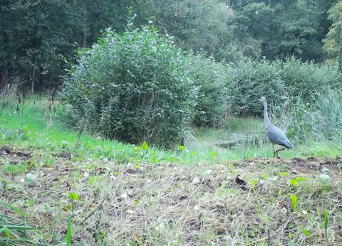 De blauwe reiger
